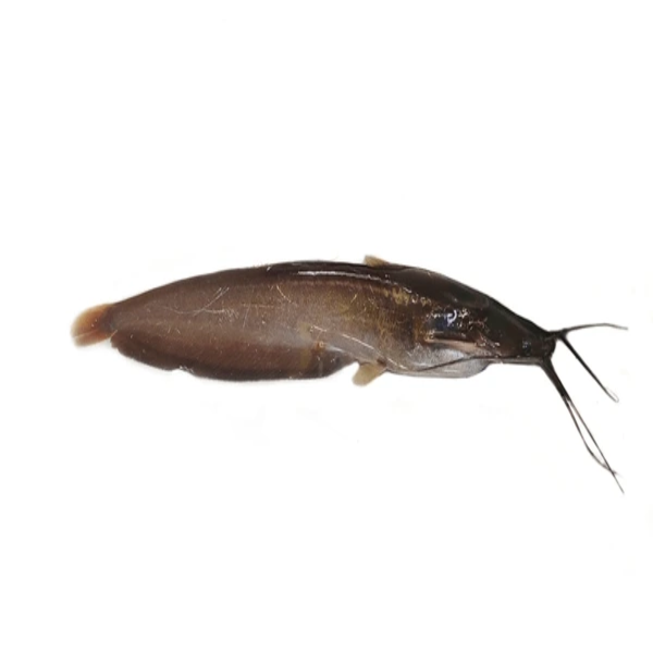 Singi Fish
